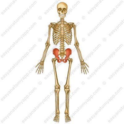 Hip bone (os coxae)